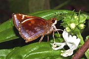 Poanes zabulon Adult female, ventral view of wings.