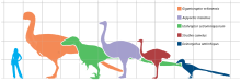 Size of Aepyornis maximus (purple) compared to a human, a common ostrich, and some non-avian theropod dinosaurs Giantbirds.svg