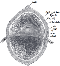 باطِن المثانة