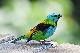 Tanager family of birds