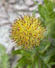 Indian Blanket seedhead.jpg