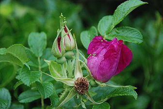 Japoniar arrosa (Rosa rugosa)