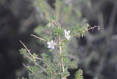 Fleurs de Lycium chilense.