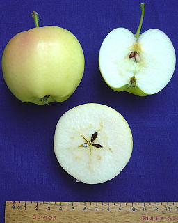 Pristine apple Apple cultivar