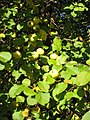 Fruit; Brinje, Lika, Croatia