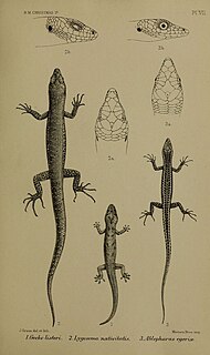 <i>Lepidodactylus listeri</i> Species of lizard