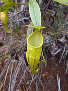 Nepenthes micramphora