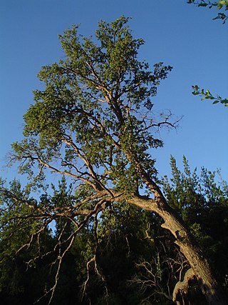 <i>Nothofagus glauca</i> Species of plant