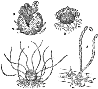 <i>Erysiphe cruciferarum</i> Species of fungus