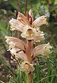 Orobanche alba