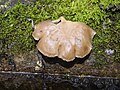 Pleurotus ostreatus