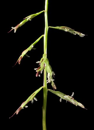 <i>Paractaenum</i> Genus of grasses