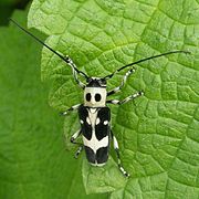 Paraglenea fortunei (Nagasaki, Japon).