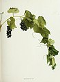 Photograph of Vitis rupestris from the book The Grapes of New York, 1908