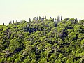 Aleppo pine forest, Croatia