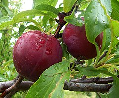 Plums. Photo by commons:User:Fir0002. Featured photo on Wikimedia Commons.