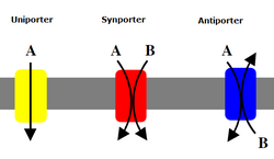 Comparison of transport proteins Porters.PNG