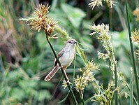 Tawny-flanked prinia, a very common and widespread resident Prinia subflava.jpg