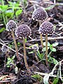 Psathyrella vinosofulva