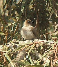 Common bulbul, one of Malawi's most common birds Pycnonotus barbatus.jpg