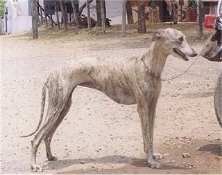 <span class="mw-page-title-main">Rampur Greyhound</span> Dog breed