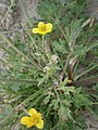 Ranunculus sardous