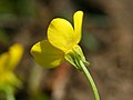 Ranunculus sardous, backfolded sepals,