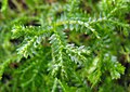 Selaginella kraussiana