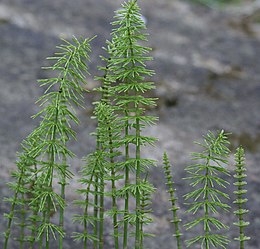 Ožkabarzdis asiūklis (Equisetum pratense)