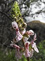 Stachys ajugoides