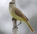 Machetornis rixosa (cat.) Machetornis (cat.)