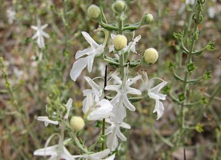 <i>Teucrium racemosum</i> Species of plant