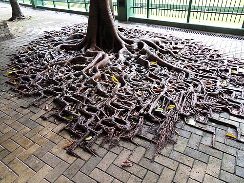 Les racines de cet arbre hongkongais poussent en suivant grossièrement le motif des pavés.