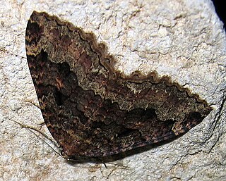 <i>Triphosa dubitata</i> Species of moth