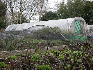 <span class="mw-page-title-main">Urban horticulture</span> Science of growing plants in urban environments