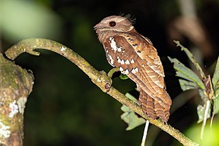 <span class="mw-page-title-main">Dulit frogmouth</span> Species of bird