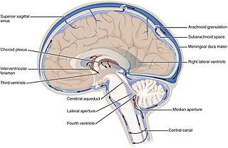 <span class="mw-page-title-main">Cerebrospinal fluid</span> Clear, colorless bodily fluid found in the brain and spinal cord