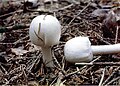 Agaricus silvicola