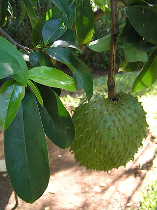 <span class="mw-page-title-main">Soursop</span> Species of plant