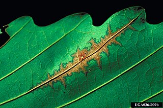 <span class="mw-page-title-main">Diaporthales</span> Order of fungi