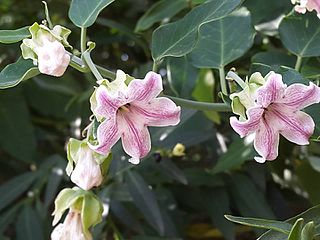 <i>Araujia sericifera</i> Species of plant