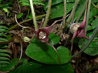 <i>Asarum caudatum</i> Species of flowering plant