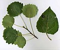 Populus tremula (Pioppo tremolo)