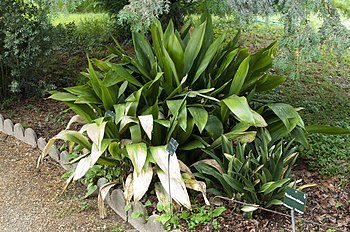 Aspidistra elatior