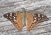 Asterocampa celtis (hackberry emperor) Adult, dorsal view.