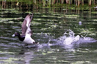 <span class="mw-page-title-main">Rye Meads</span>