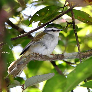 White-striped warbler Species of bird