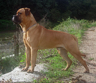 <span class="mw-page-title-main">Bullmastiff</span> English breed of dog