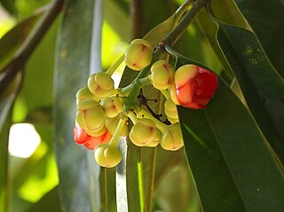 <i>Garcinia atroviridis</i> Species of tree