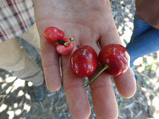 <span class="mw-page-title-main">Cherry X Disease</span>